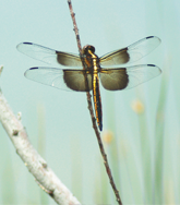 A dragonfly sitting on a branch in front of a blue background